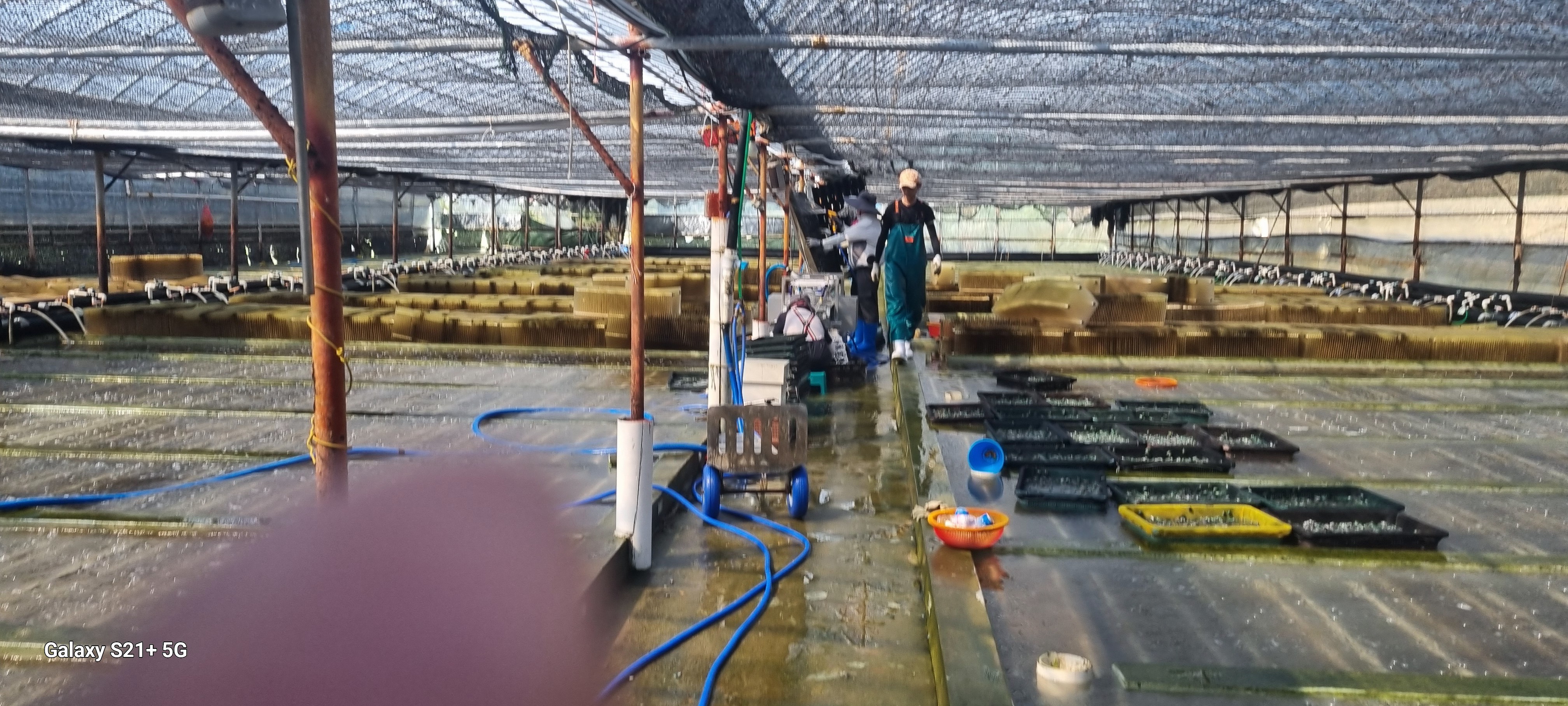 21세기수산 양식장 전경